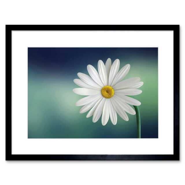 "White Flower Petals Daisy 9x7"" Black Framed Wall Art Print"