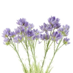 Pack of 6 x 60cm Purple Starflower Stem - 30 Flowers