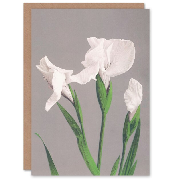 Ogawa Kazumasa Japanese Art Card White Irises Blooming Flowers