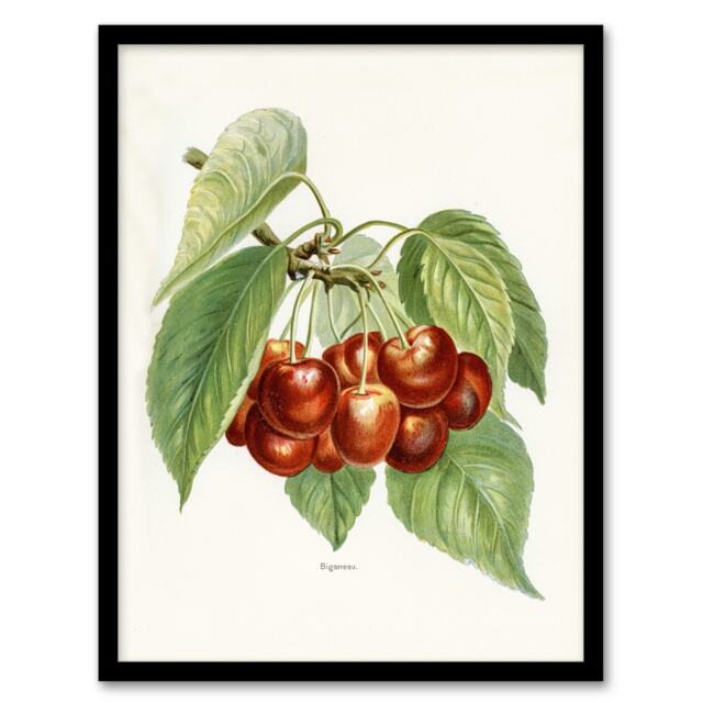 "Vintage Illustration of Bigarreau Cherries Wright Framed Wall Art Print 12X16"""