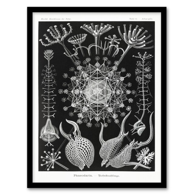 Ernst Haeckel Framed Wall Art Phaeodaria Marine Life Illustration Home Décor