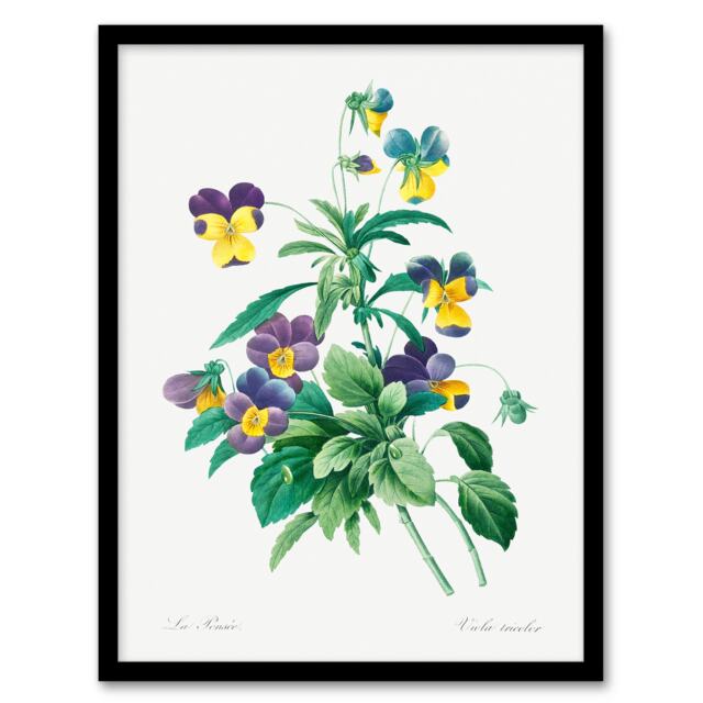 Redoute Framed Wall Art Print Vintage Wild Pansy Flower Illustration Home Décor