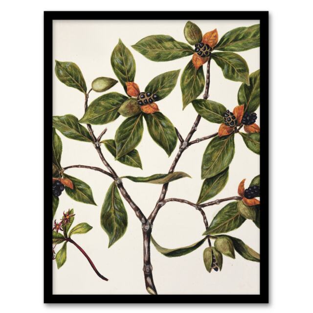 "New Zealand Tawhiri Karo Plant Artwork Featon Framed Wall Art Print 12X16"""