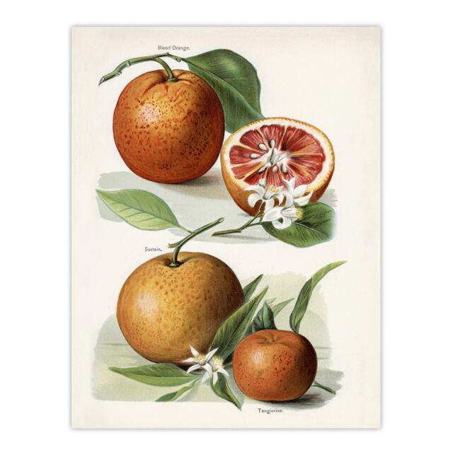 Vintage Artwork of Orange Citrus Fruits Wright Huge Wall Art Print 18X24 In