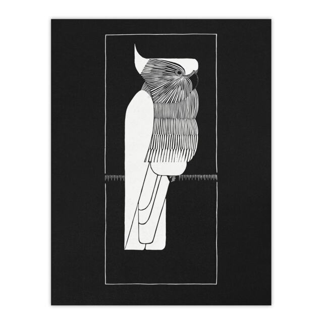 Sulphur Crested Cockatoo Parrot De Mesquita Huge Wall Art Print 18X24 In
