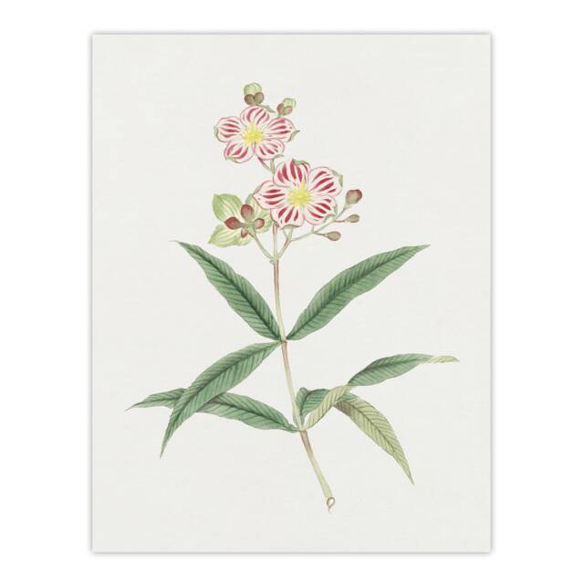 "Red White Blossoms Japan Wall Art Print Vintage Japanese Flower 18x24"""