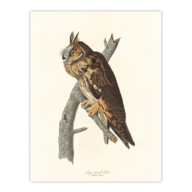 Birds Of America Long Eared Owl Audubon Nature Huge Wall Art Print 18X24 In