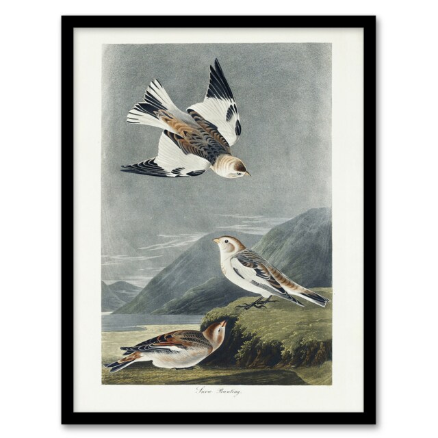 "Birds of America Snow Bunting Audubon Nature Framed Wall Art Print 12X16"""