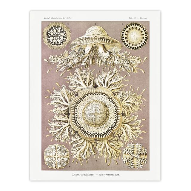 "Jellyfish Discomedusae Vintage Haeckel Wall Art Poster Print 12X16"""