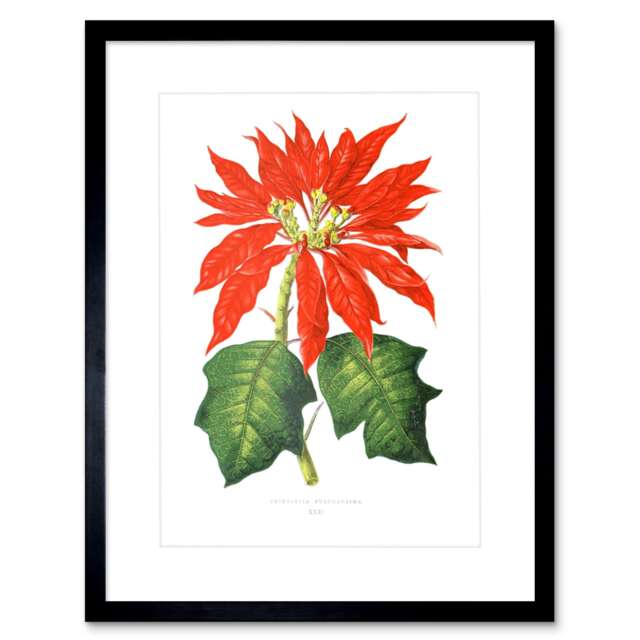 "Flower Poinsettia Pulcherrima Christmas 9x7"" Black Framed Wall Art Print"