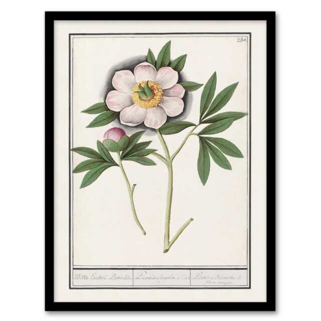 Anselmus de Boodt Blooming Peony Flower Study Framed Wall Art Picture Print A4