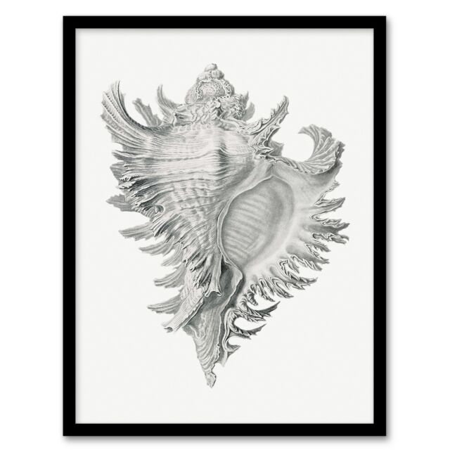 Ernst Haeckel Framed Wall Art Print Whelk Sea Snail Shell Drawing Home Décor