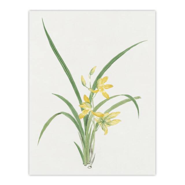 "Yellow Lilies Wall Art Print Vintage Japanese Botanical 12x16"""