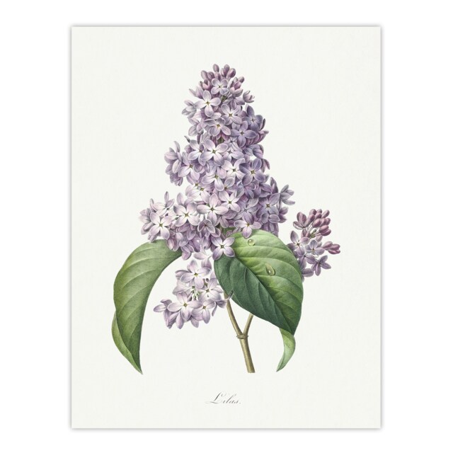 "Lilac Floral Illustration Redoute Vintage Huge Wall Art Poster Print 24X32"""