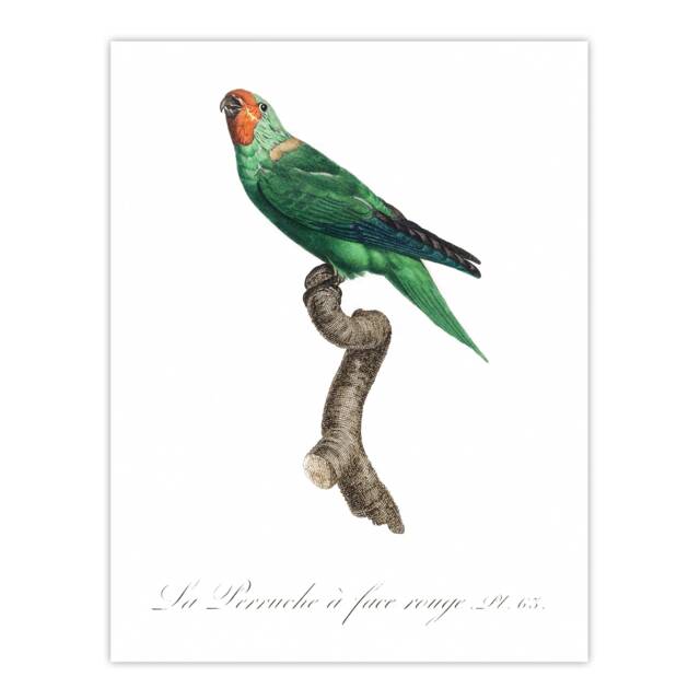 "The Red Faced Parrot Francois Levaillant Huge Wall Art Poster Print 24X32"""