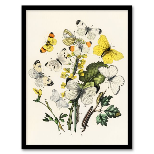 "Caterpillars and Butterflies Kirby Vintage Framed Wall Art Print 12X16"""
