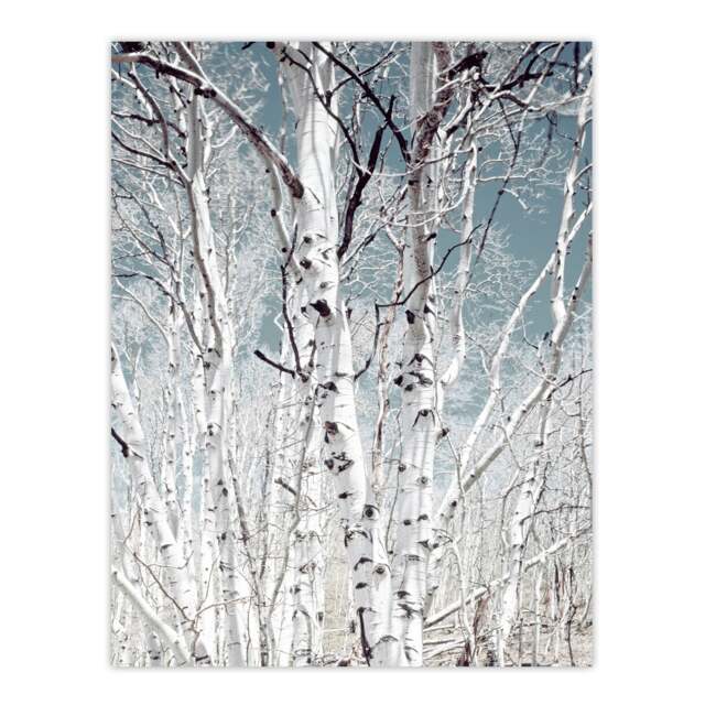 "Birch tree forest Carol M Highsmith Huge Wall Art Poster Print 24X32"""