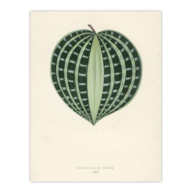 Vintage Botanical Seersucker Plant Leaf Fawcett Huge Wall Art Print 18X24 In