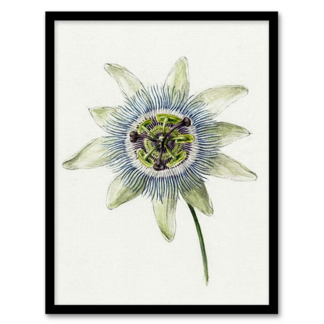 "Passion Flower Bloom Floral Drawing Bernard Framed Wall Art Print 12X16"""