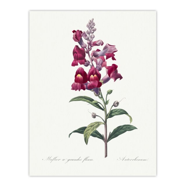 "Antirrhinum Dragon Flowers Redoute Vintage Huge Wall Art Poster Print 24X32"""