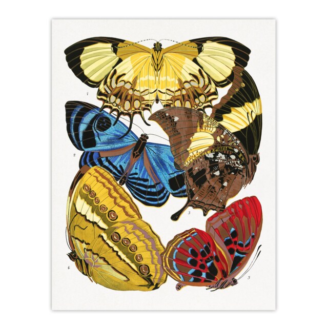 "Vintage Butterflies Yellow Red Blue Vintage Wall Art Print Seguy 12x16"""