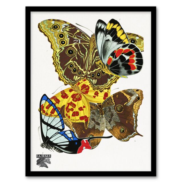 "Papillons Bright Vintage Butterflies Framed Wall Art Print Eugene Seguy 12x16"""