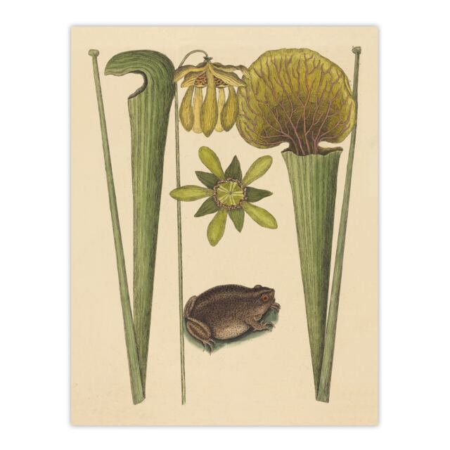 Land Frog and Sarracenia Pitcher Plant Catesby Wall Art Poster Print