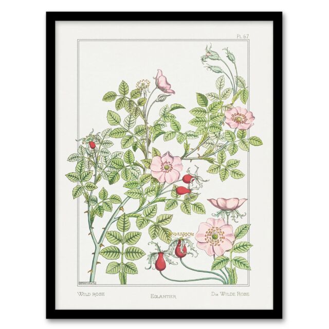 "Wild Rose Flower Vintage Floral Framed Wall Art Print Verneuil 12x16"""