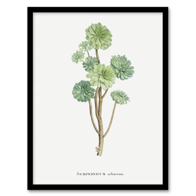 "Tree Houseleek Succulent Redoute Vintage Framed Wall Art Print 12X16"""