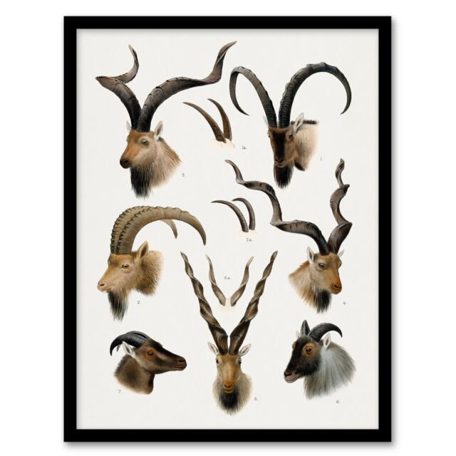 "Vintage Illustration Bovidae Animals Lydekker Framed Wall Art Print 12X16"""