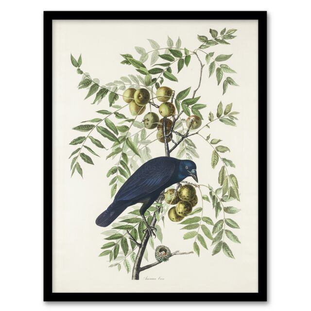 "American Crow on Walnut Tree Audubon Nature Framed Wall Art Print 12X16"""