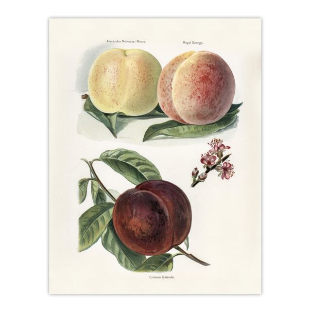 Vintage Illustration of Peach Varieties Wright Huge Wall Art Print 18X24 In