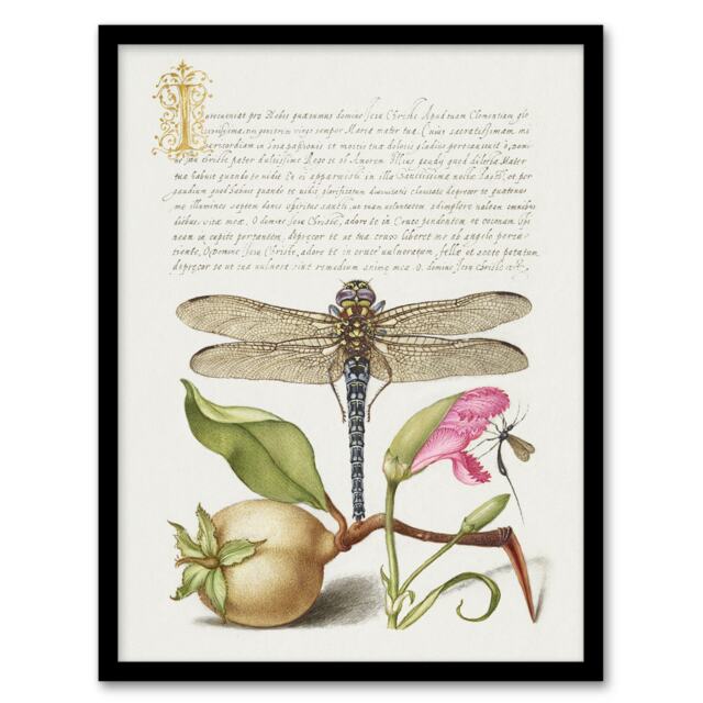 "Dragonfly Pear and Carnation Calligraphy Framed Wall Art Print 12X16"""