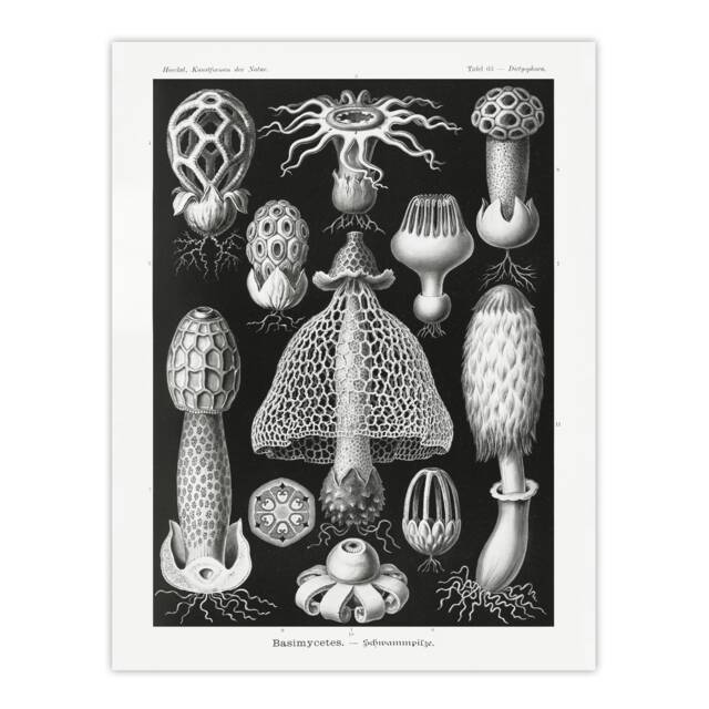 Basidiomycetes Fungi Species Vintage Haeckel Huge Wall Art Print 18X24 In