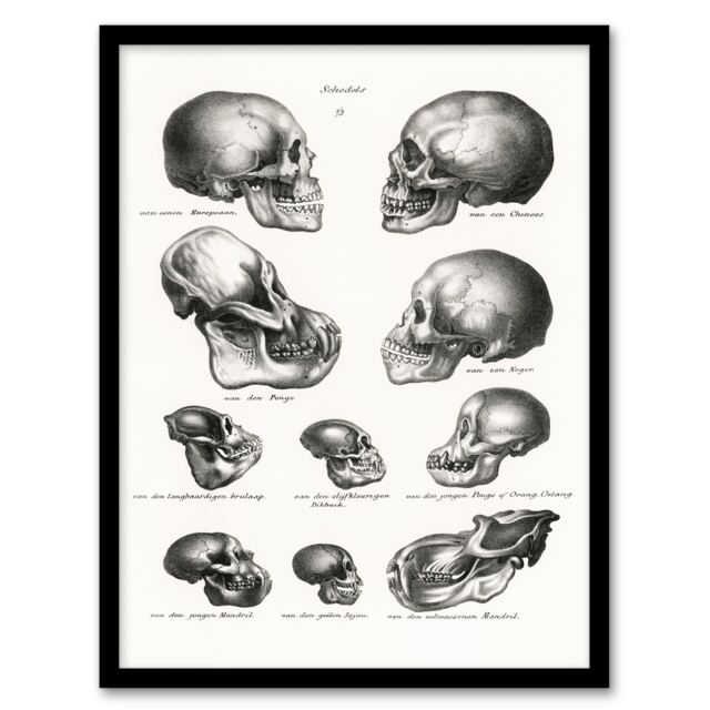 Schinz de Visser Framed Wall Art Print Human Monkey and Ape Skulls Home Décor