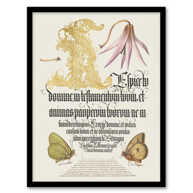 "Dog Tooth Violet and Butterflies Calligraphy Framed Wall Art Print 12X16"""