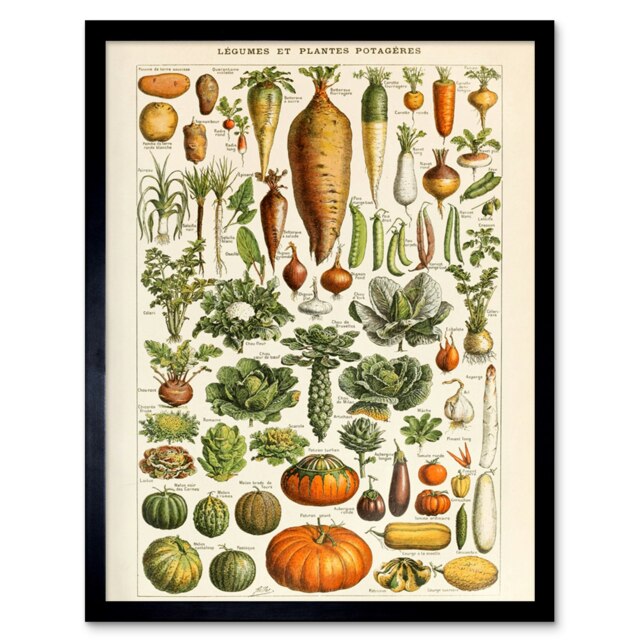"Millot Encyclopedia Page Vegetables Legumes 12x16"" Framed Wall Art Print"