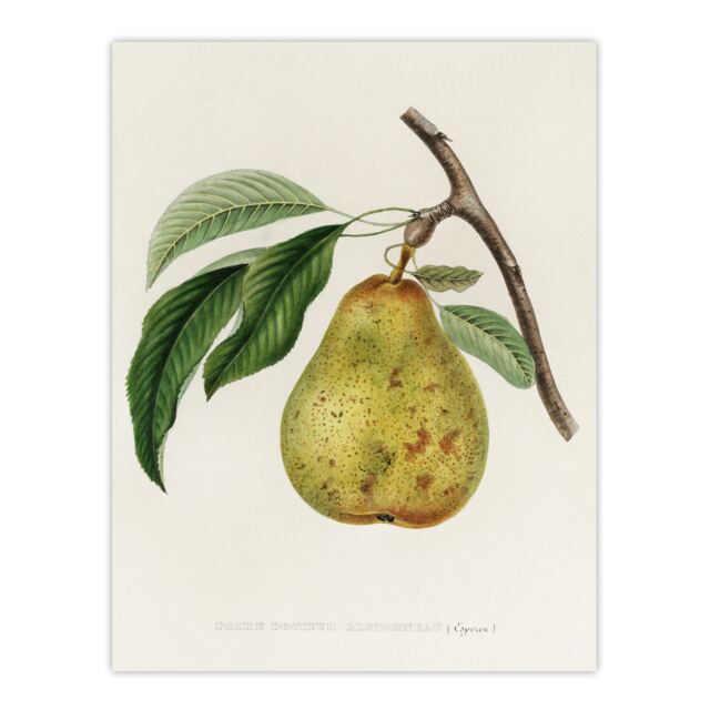 "Illustration of a Pear Jacob Sturm Vintage Huge Wall Art Poster Print 24X32"""