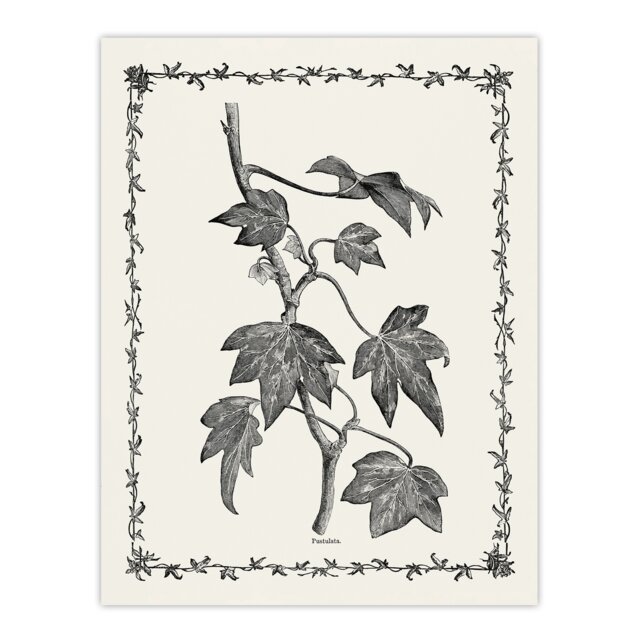 Vintage Botanical Pustulata Leaves Hibberd Huge Wall Art Print 18X24 In