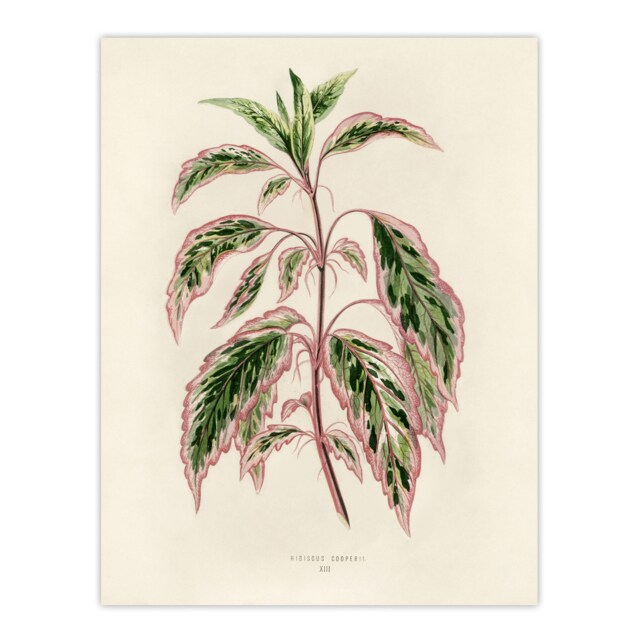 Vintage Botanical Rose Mallow Fawcett Huge Wall Art Poster Print