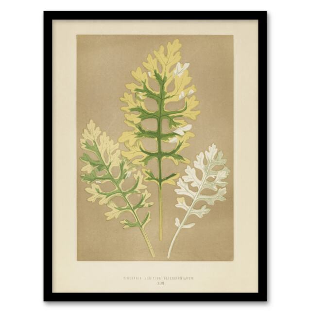 "Vintage Botanical Dusty Miller Leaves Fawcett Framed Wall Art Print 12X16"""