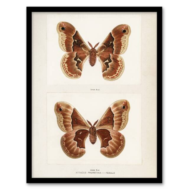 "Promethea Silkmoth Female Sherman Denton Framed Wall Art Print 12X16"""