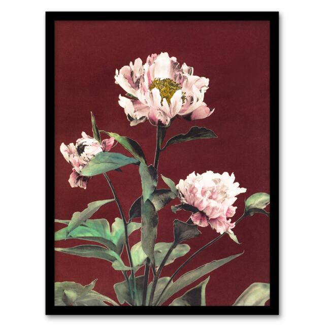 "Pink Herbaceous Peony Flower Japan Framed Wall Art Print Ogawa Kazumasa 12x16"""