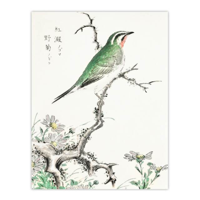 "Ruby Throat Bird and Wild Camomile Vintage Wall Art Print Kashu 12x16"""
