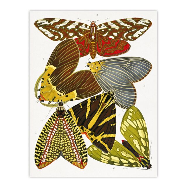 "Butterfly Illustration Vintage Wall Art Print Eugene Seguy 12x16"""