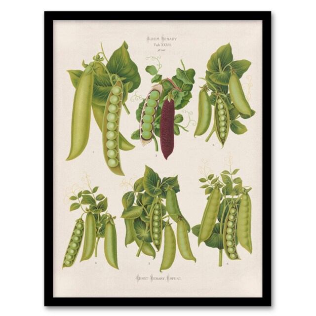 Ernst Benary Pea Plant Varieties Vintage Botanical Framed Wall Art Print A3