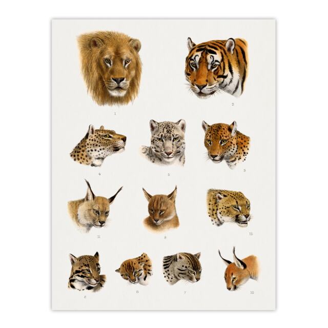 Wild Animal Safari Big Cats Illustration Lydekker Huge Wall Art Poster Print