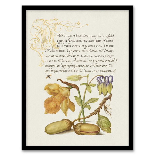 "Daffodil Flower and Oak Acorns Calligraphy Framed Wall Art Print 12X16"""