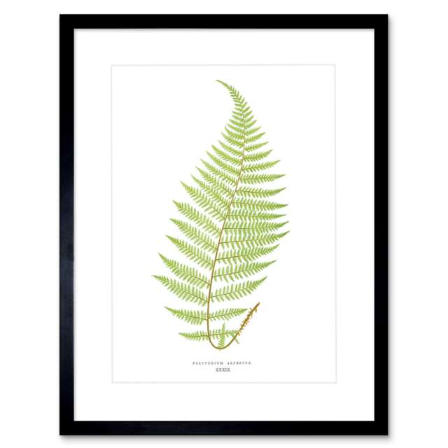 "Vintage Botanical Polypodium Alpestre Fern Leaf 9x7"" Black Framed Wall Art Print"