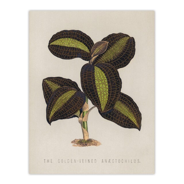 Golden Veined Jewel Orchid Vintage Botanical Huge Wall Art Print 18X24 In